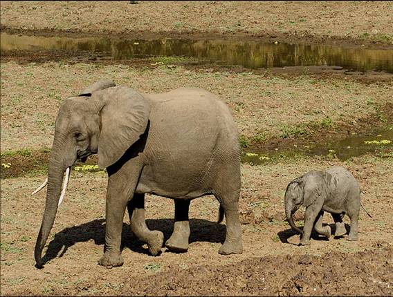 Africa Nature Animals (26)